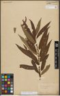 Foto von Salix triandra L. x Salix viminalis L.